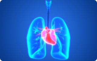Visual representation of Heart and Lung Transplant